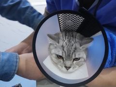 -伟伟宠物医院·CT影像中心·瑞派犬猫综合性门诊(汉口总院)