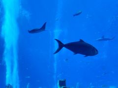 -亚特兰蒂斯•OSSIANO奥西亚诺海底餐厅