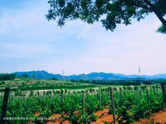 -北京张裕爱斐堡酒庄