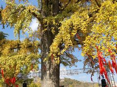-千年银杏谷文化旅游区