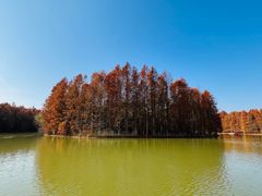 -上海海湾国家森林公园