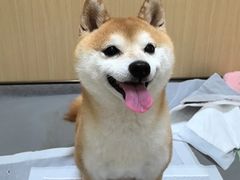 -康成宠物医院24H·CT·核磁共振