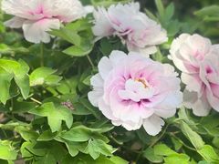 -洛阳市隋唐城遗址植物园
