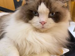 -滚猫咖啡·猫咖·猫友好撸猫(未来城店)