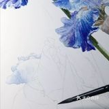 水彩画家付愈水彩静物[礼花][礼花]
