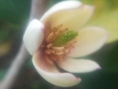 -纪念孙中山市政公园