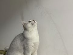 -关爱宠物医院·猫科中心·消化科(滨湖万达分院)