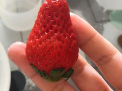 -菜园坝水果市场