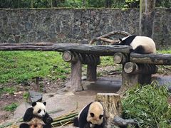 -都江堰中华大熊猫苑