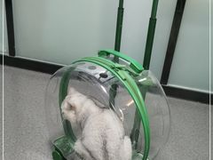 -半岛宠物医院24小时(科华中路店)