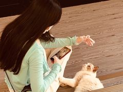 -猫十亿·布偶金渐层·曼基康矮脚猫舍(青年路店)