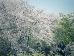 -嘉定紫藤园