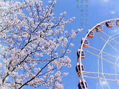 -顾村公园