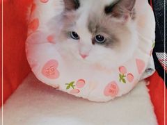 -北京观赏动物医院·24小时大型综合·猫专科·异宠专科