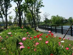 -上海长兴岛郊野公园