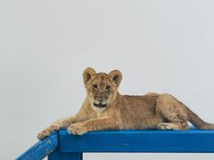 -北京野生动物园