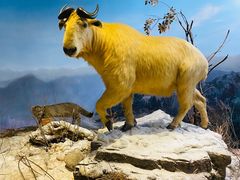 -陕西自然博物馆