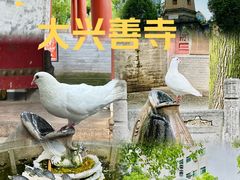 -西安大兴善寺