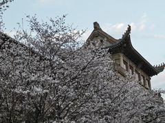 -武汉大学-樱园