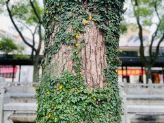 -安亭老街
