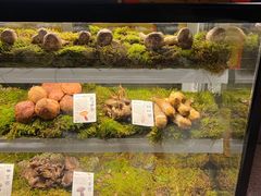 -滇野云南野生菌餐厅(陕西南路店)