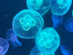 -北海海底世界