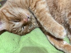 -必胜客(磁器口店)