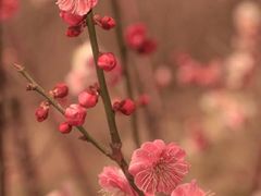 -皇樽动物奶油生日蛋糕(江南店)
