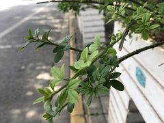 -东方红酒楼(知春路店)