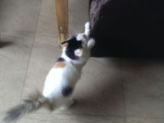 android_upload_pic-猫咖时代(中山亭店)
