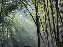-缙云山景区
