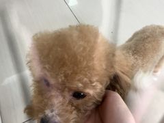 -全心全意连锁动物医院·微创中心·内科急重症·心脏专科(丰管路店)