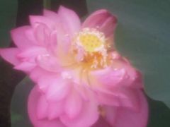 -青峰峡国家森林公园