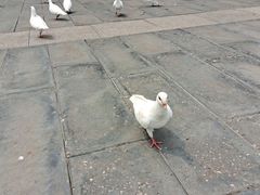 -天津妈祖文化园