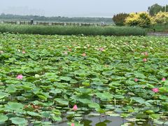 -天津东丽湖风景区