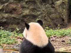 -都江堰中华大熊猫苑