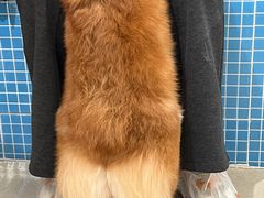 -南京宠物基地·宠物狗宠物猫售卖(南京店)