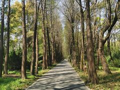 -上海滨江森林公园