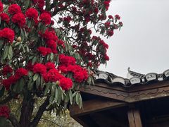 -贵州百里杜鹃风景名胜区