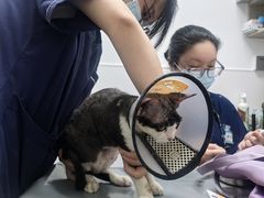 -宠物星动物医院·眼科·异宠·猫科(江南大道总院)