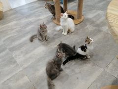 -楼上猫咖(罗湖店)