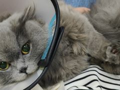 -艾贝尔宠物医院·24H转诊中心·肿瘤猫专科(江宁双龙店)