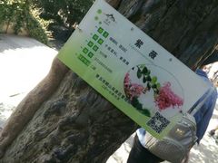 -青岛崂山太清宫
