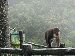 -峨眉山风景名胜区