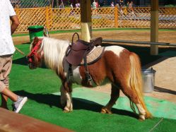 小矮马-萌宠亲子动物乐园(槐房万达店)