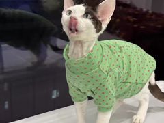 -宠福鑫康馨动物医院·骨科·眼科