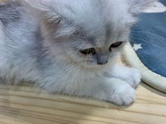 -屋虎猫馆(宝安大仟里店)