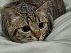-纳吉亚猫专科动物诊疗中心(蒋宅口分院)