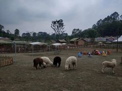 -黄龙溪欢乐田园