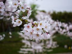 -花开海上生态园